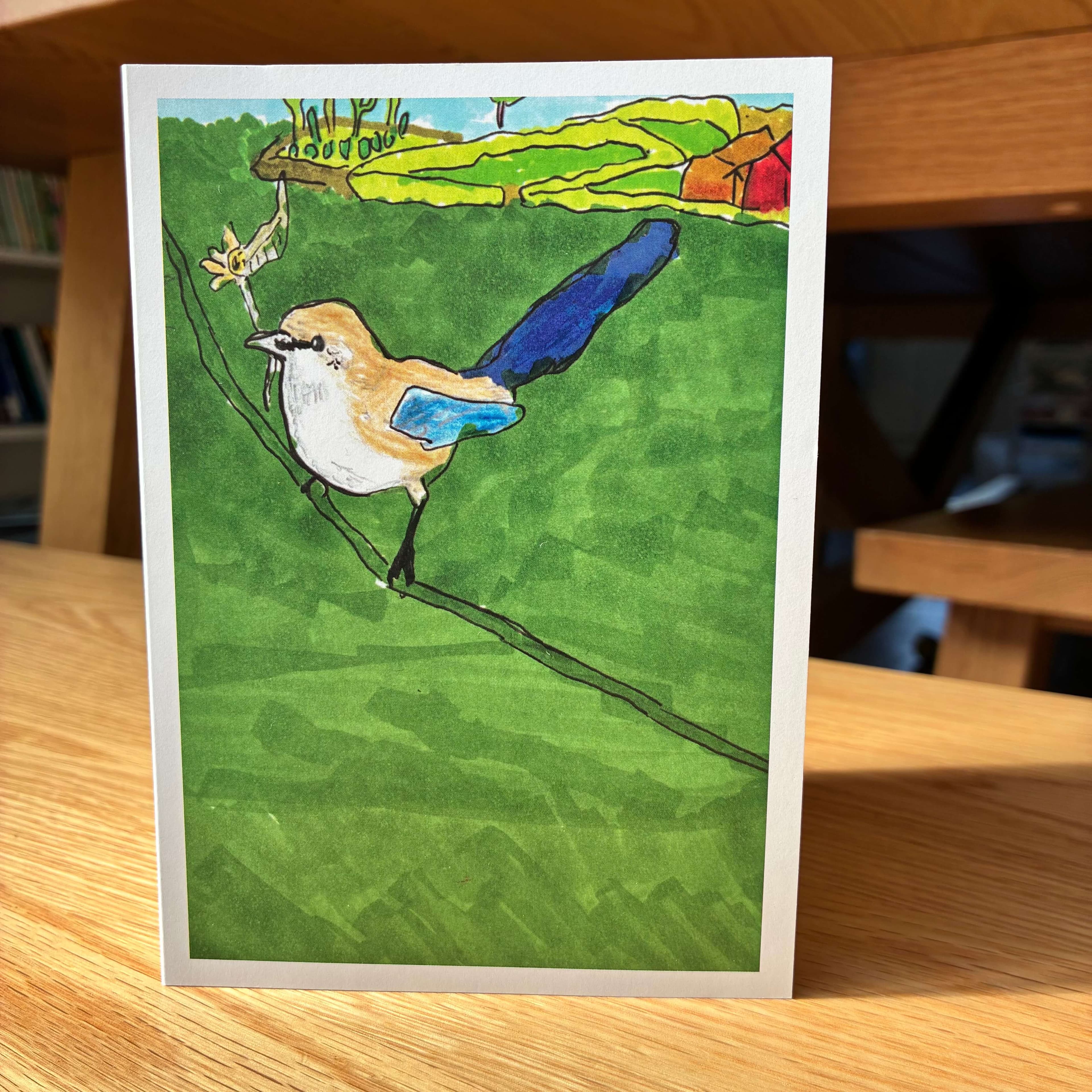 Splendid Fairy Wren, image 1 of 3