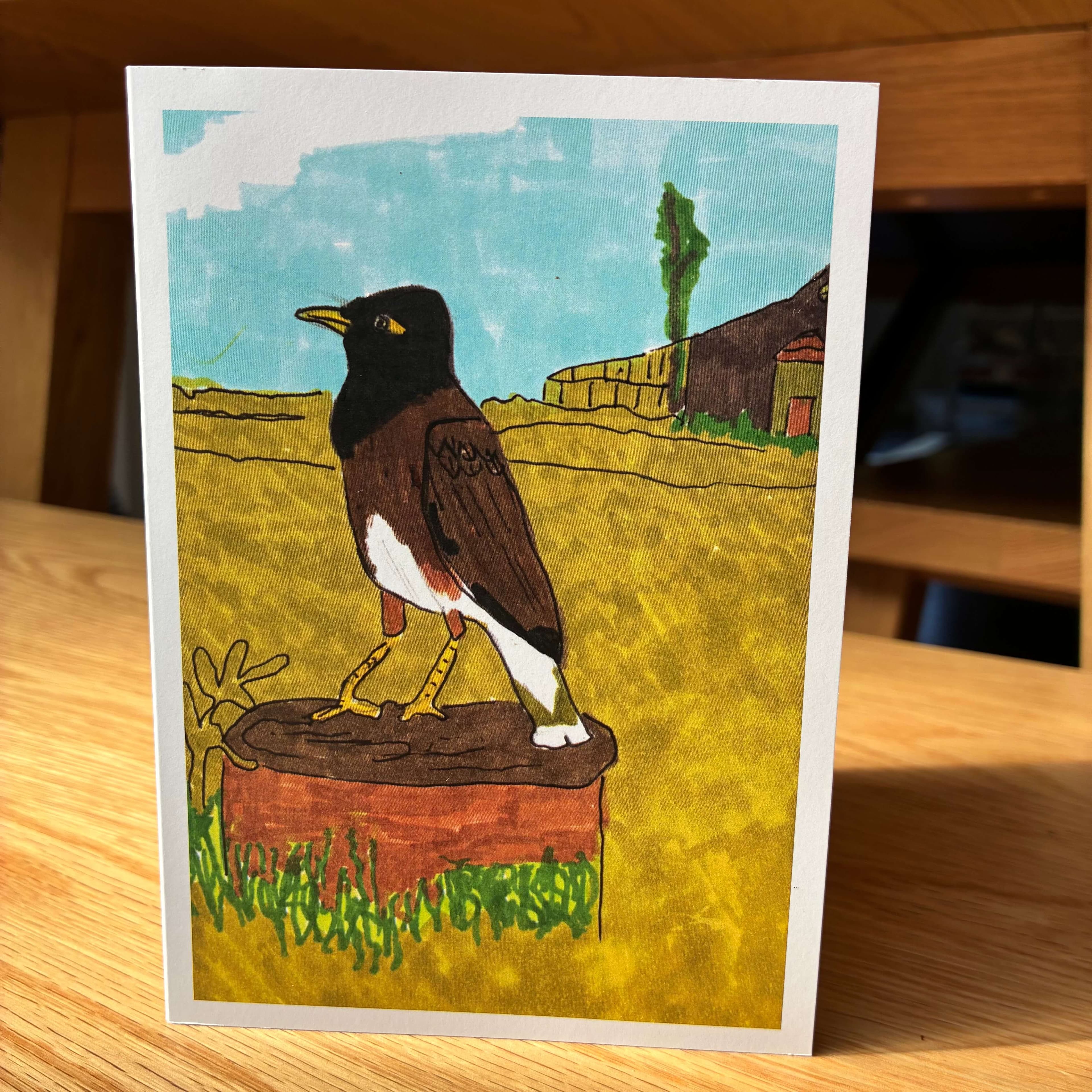 Common Myna, image 1 of 3